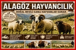 Alagöz Hayvancılık – Canlı Hayvan Alım Satım