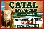 Çatal Hayvancılık – Büyükbaş Küçükbaş Hayvan