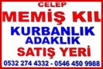 Celep Memiş Kıl – Canlı Hayvan Alım Satım